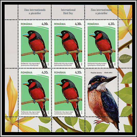 Black-and-Red Broadbill (Cymbirhynchus macrorhynchos)/Common Kingfisher (Alcedo atthis)