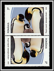 Emperor Penguin (Aptenodytes forsteri) Tête-bêche Type I