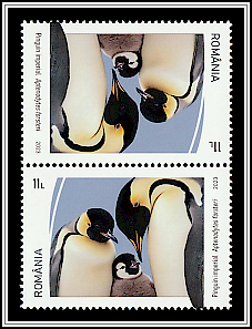 Emperor Penguin (Aptenodytes forsteri) Tête-bêche Type II