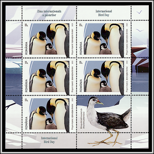 Emperor Penguin (Aptenodytes forsteri)/White-breasted Waterhen (Amaurornis phoenicurus)