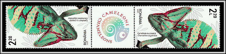 Veiled Chameleon (Chamaeleo calyptratus) - Gutter Pair Type I