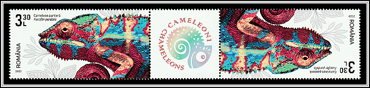 Panther Chameleon (Furcifer pardalis) - Gutter Pair Type I