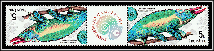 Jackson's Chameleon (Trioceros jacksonii) - Gutter Pair Type I