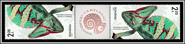 Veiled Chameleon (Chamaeleo calyptratus) - Gutter Pair Type II