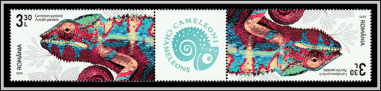 Panther Chameleon (Furcifer pardalis) - Gutter Pair Type III