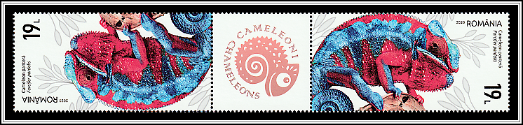 Panther Chameleon (Furcifer pardalis) - Gutter Pair Type III