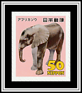 African Elephant (Loxodonta africana)