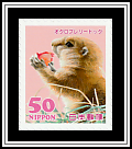 Black-tailed Prairie Dog
(Cynomys ludovicianus)