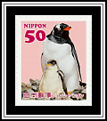 Gentoo Penguin
(Pygoscelis papua)