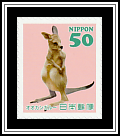 Eastern Grey Kangaroo (Macropus giganteus)