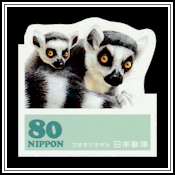 Ring-tailed Lemur (Lemur catta)
