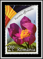 Common Peony (Paeonia officinalis)