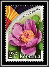 Peony (Paeonia triternata)
