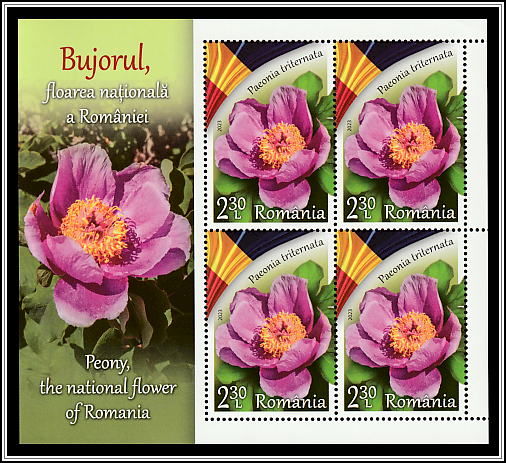 Peony (Paeonia triternata)