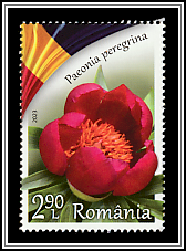 Forest Peony (Paeonia peregrina)