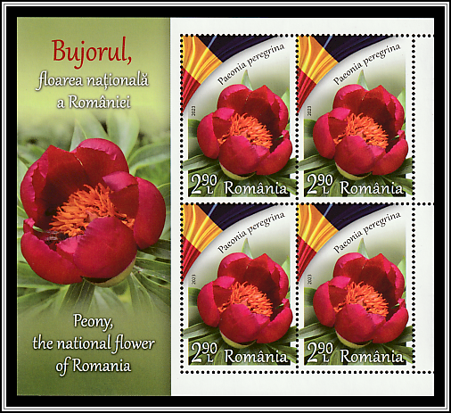 Forest Peony (Paeonia peregrina)