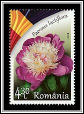 Herbaceous Peony (Paeonia lactiflora)