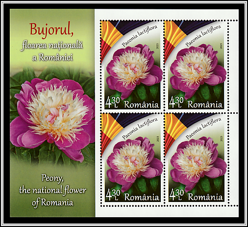 Herbaceous Peony (Paeonia lactiflora)