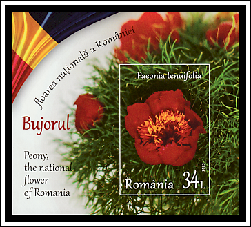 Fernleaf Peony (Paeonia tenuifolia)