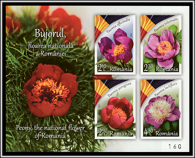 Peonies