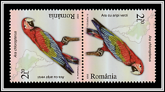 Green-Winged Macaw (Ara chloropterus) Tête-bêche Pair Type I