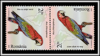 Green-Winged Macaw (Ara chloropterus) Tête-bêche Pair Type II