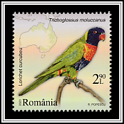 Multicolored Lorikeet (Trichoglossus moluccanus)