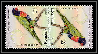 Multicolored Lorikeet (Trichoglossus moluccanus) Tête-bêche Pair Type I
