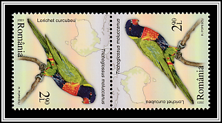 Multicolored Lorikeet (Trichoglossus moluccanus) Tête-bêche Pair Type II