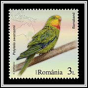 Superb Parrot (Polytelis swainsonii)