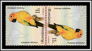 Sunset Bird (Aratinga solstitialis) Tête-bêche Pair Type I