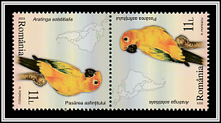 Sunset Bird (Aratinga solstitialis) Tête-bêche Pair Type II