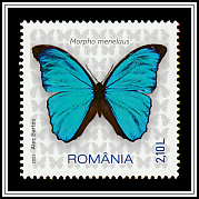 Menelaus Blue Morpho (Morpho menelaus)