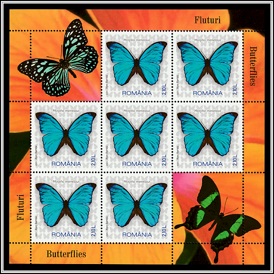 Menelaus Blue Morpho (Morpho menelaus)