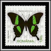 Menelaus Blue Morpho (Morpho menelaus)