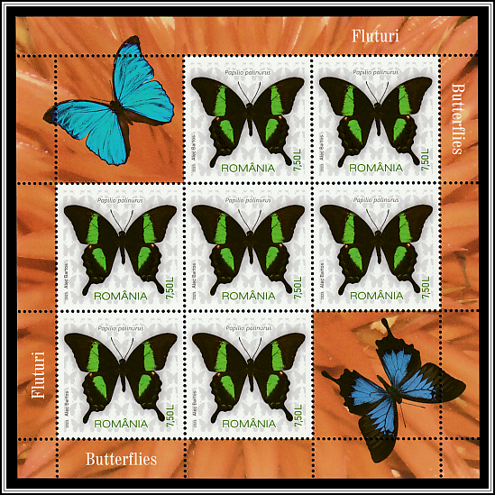 Menelaus Blue Morpho (Morpho menelaus)