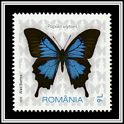 Blue Tiger (Tirumala limniace)