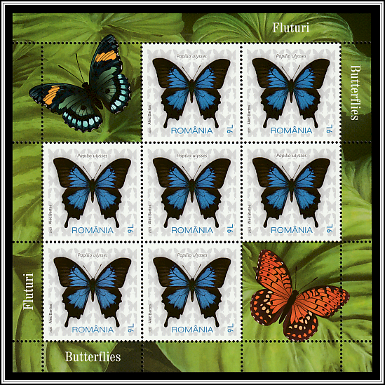 Blue Tiger (Tirumala limniace)