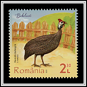Helmeted Guineafowl (Numida meleagris)