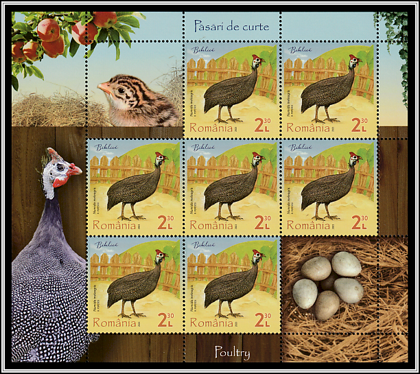 Helmeted Guineafowl (Numida meleagris)