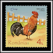 Rooster (Gallus gallus)