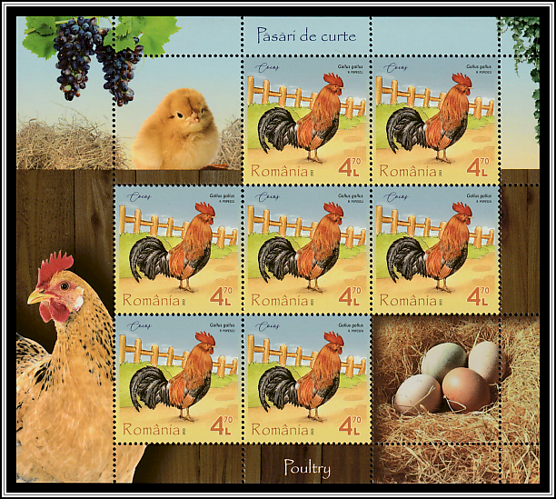 Rooster (Gallus gallus)