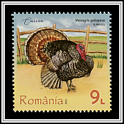 Turkey (Meleagris gallopavo)
