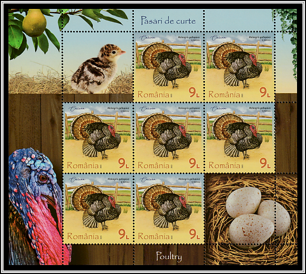 Turkey (Meleagris gallopavo)