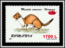 Stoat (Mustela erminea)