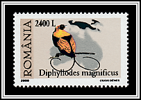 Magnificent Bird-of-paradise (Diphyllodes magnificus)