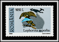 Superb Bird-of-paradise (Lophorina superba)