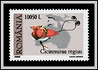 King Bird-of-paradise (Cicinnurus regius)