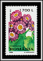 Cineraria (Senecio cruentus)