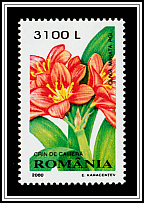 Natal Lily (Clivia miniata)